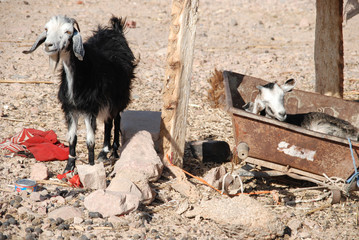 Two goats among the rocky terrain. One sits in a trough