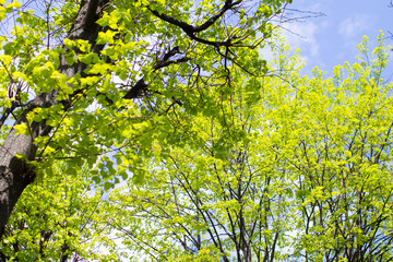 spring park
