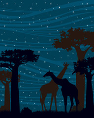 Silhouette of giraffe at night. African landscape.