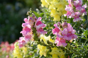 Beautiful pink flowers in the morning