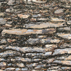 Background of tree bark texture