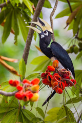 Close up portrait of Oriental pied hornbill(Anthracoceros albirostris) 