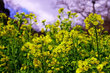 Obraz premium 菜の花と青空