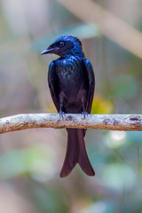 Black Drongo (Dicrurus macrocercus) 