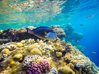 Underwater world of the Red Sea in Egypt. Corals and fish