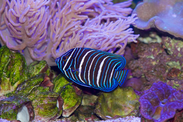 Blue faced angelfish, Pomacanthus xanthometopon, juvenile colors