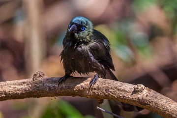 Racket-tailed Treepie (Crypsirina temia)