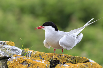 Arctic tern