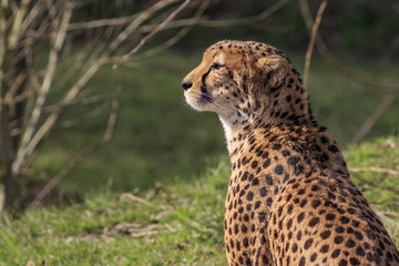 Cheetah