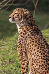 Cheetah