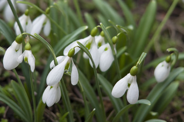 Voronov snowdrop (Galanthus woronowii)  