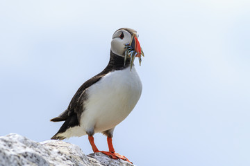 Puffins (Fratercula arctica)