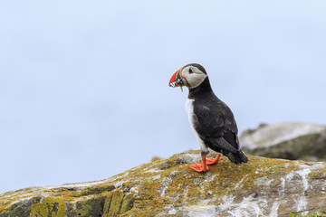 Puffins (Fratercula arctica)