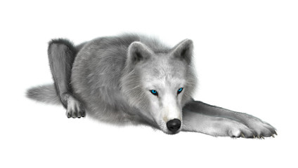 Polar Wolf on White