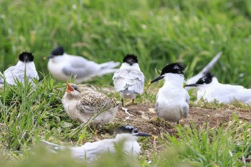 Sandwich Tern