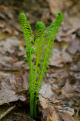 Sprout of fern