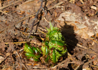 Sprout of fern