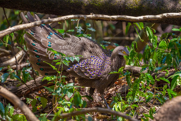 Grey peacock-pheasant (Polyplectron bicalcaratum)