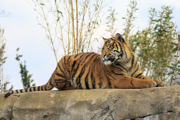 Sumatran tigers