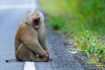 monkey yawning - Powered by Adobe