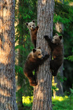 Brown bear cubs on tree. Bear cubs climbing on tree. Bear cubs in forest. Bear cubs hugging a tree. Sunset. Summer.
