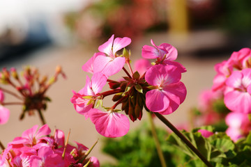 Pink geraniums in the morning