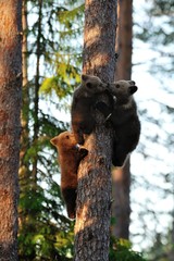 Bear kiss. Brown bear cub. Bear cubs on tree. Sunset. Forest. Summer. © Erik Mandre