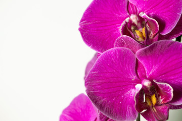.filinopsis orchid 
on March 8, isolated on a white background