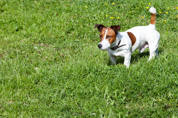 Jack Russell Terrier on a green lawn