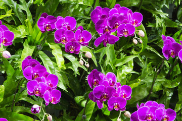 Beautiful Violet Orchid Flowers in the garden