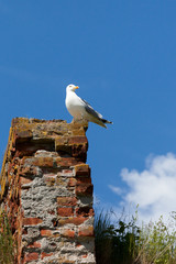 seagull against the blue sky