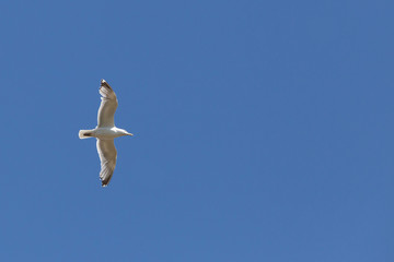 seagull against the blue sky