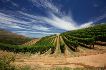 Cape Vineyards
