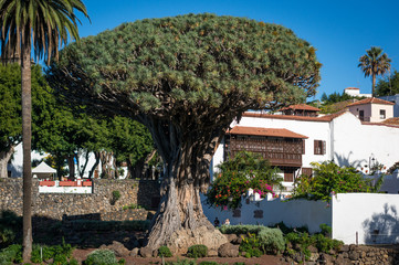 El Drago tree in Tenerife