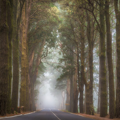 Fog on forest road