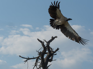 White Backed Vulture