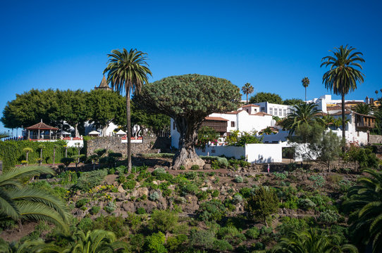 Drago Tree In Icod De Los Vinos