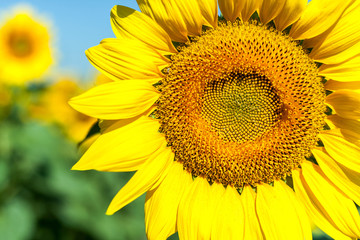Obraz premium Sunflowers,Sunflowers blooming against a bright sky
