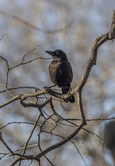  great-tailed grackle,Quiscalus mexicanus