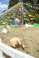 sheep with colorful triangular flags