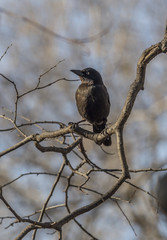  great-tailed grackle,Quiscalus mexicanus