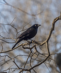  great-tailed grackle,Quiscalus mexicanus
