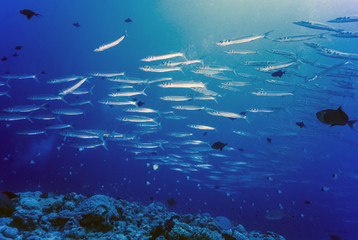 Fototapeta na wymiar barracuda in school above reef