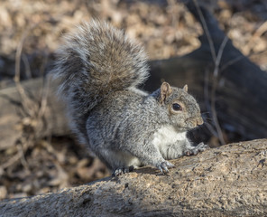 Sciurus carolinensis, common name eastern