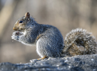 Sciurus carolinensis, common name eastern