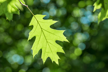 Green oak leaf