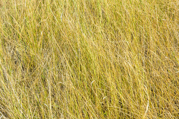 Yellow  green dry grass