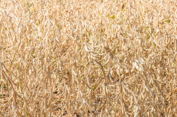 Ripe soybeans on the field