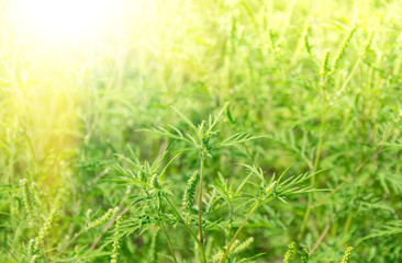 Green grass ragweed