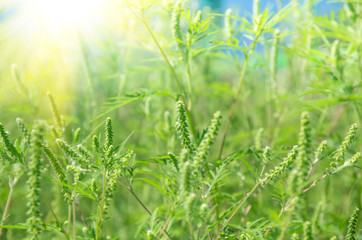 Green grass ragweed